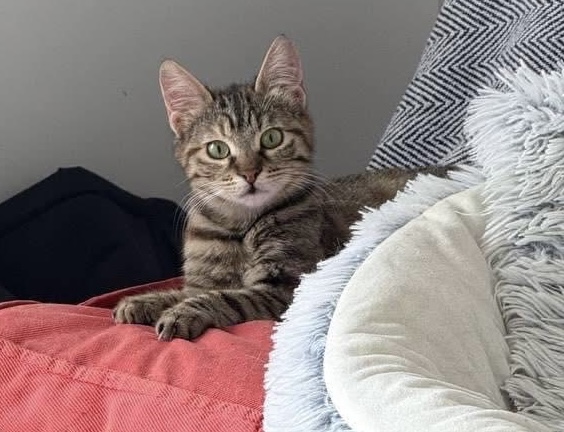 Bibi