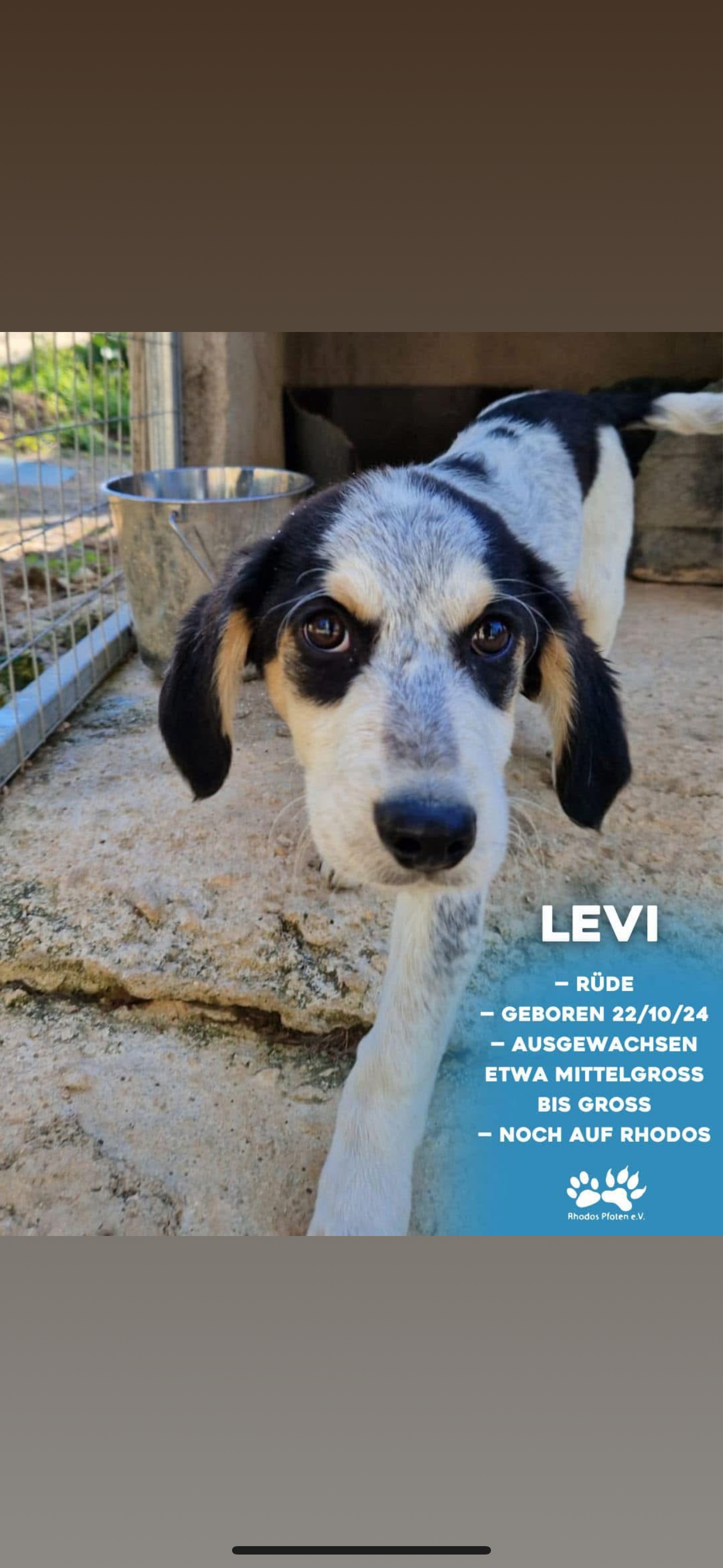Levi