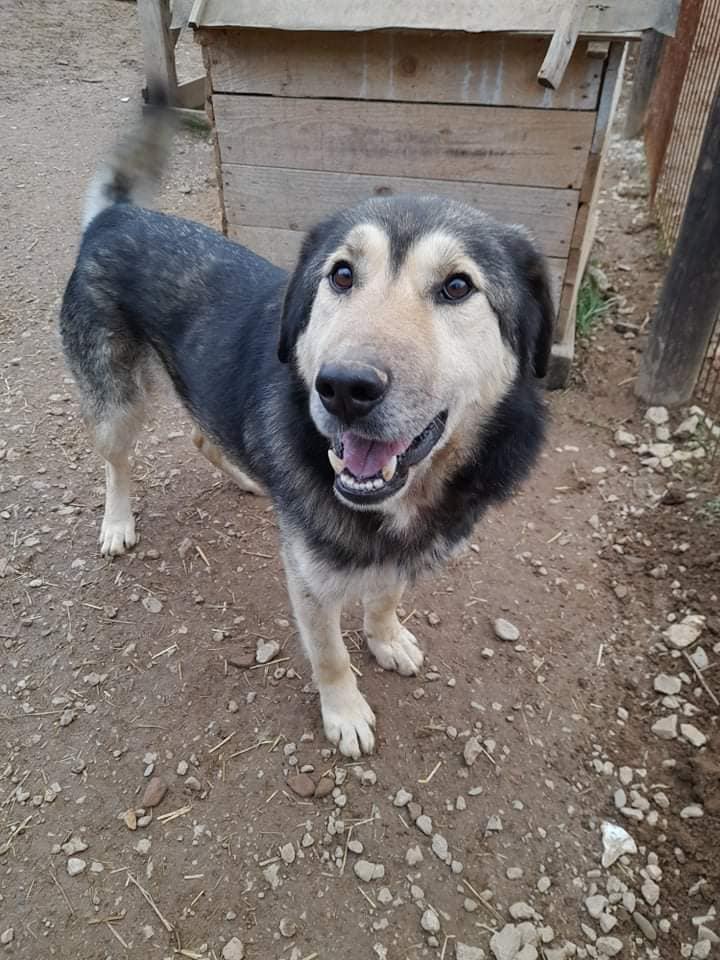 Maxx - ein gutmütiger Schatz