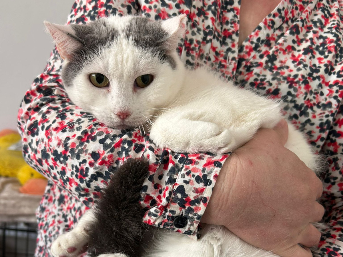 🐱💛 Sanfte Katze Tiffany 💛🐱SOS