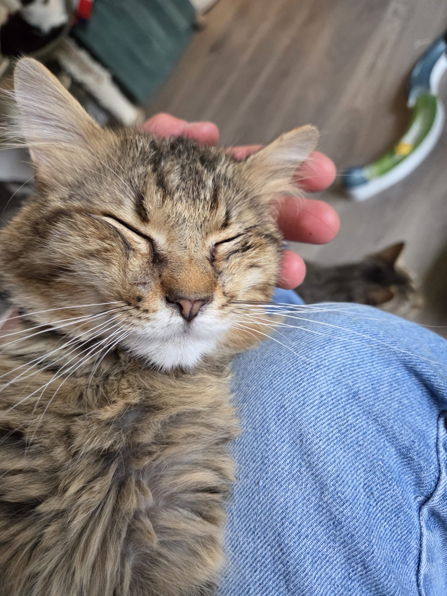 Moritz 🐾🐈