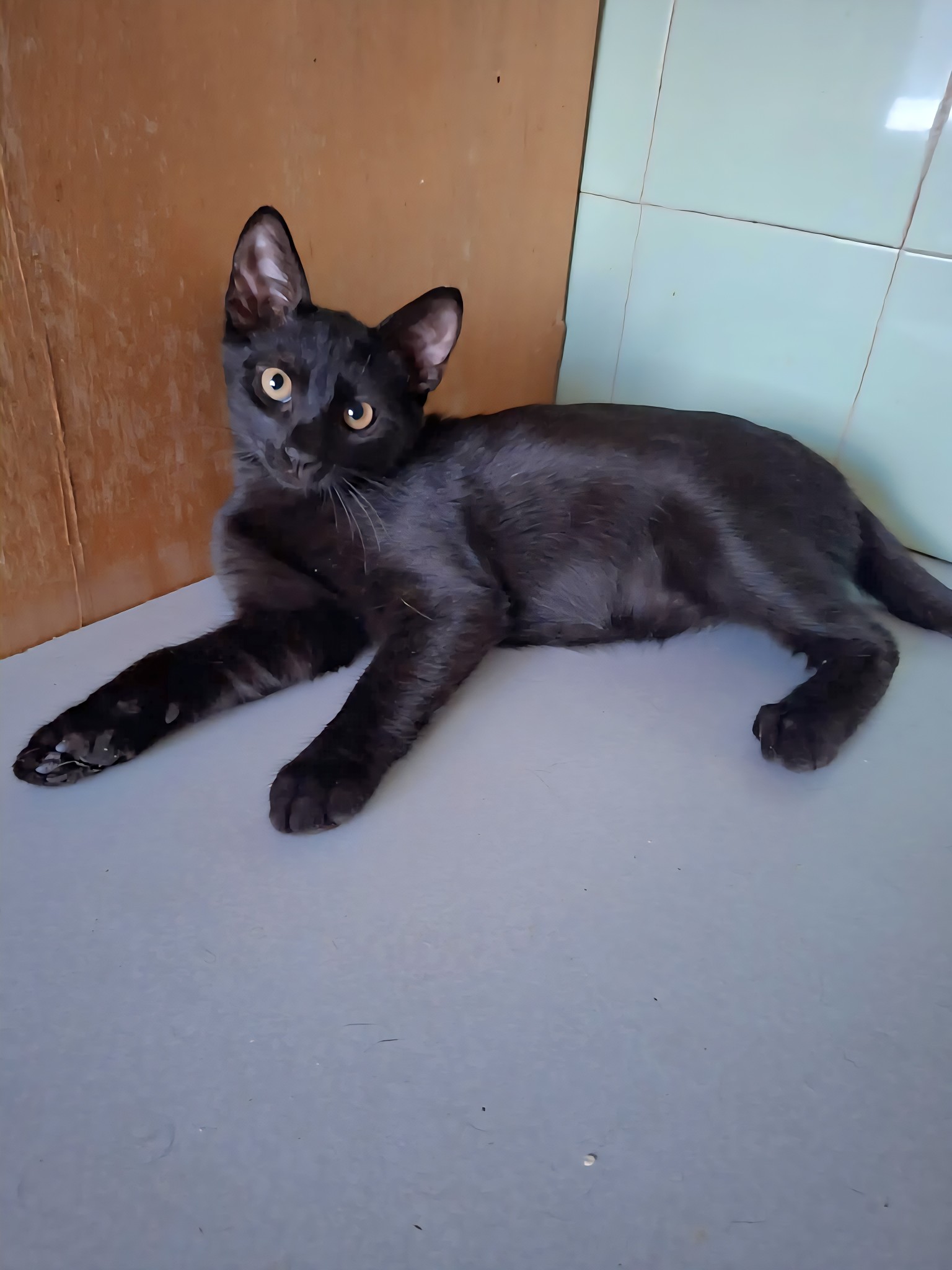 Baghira❤️