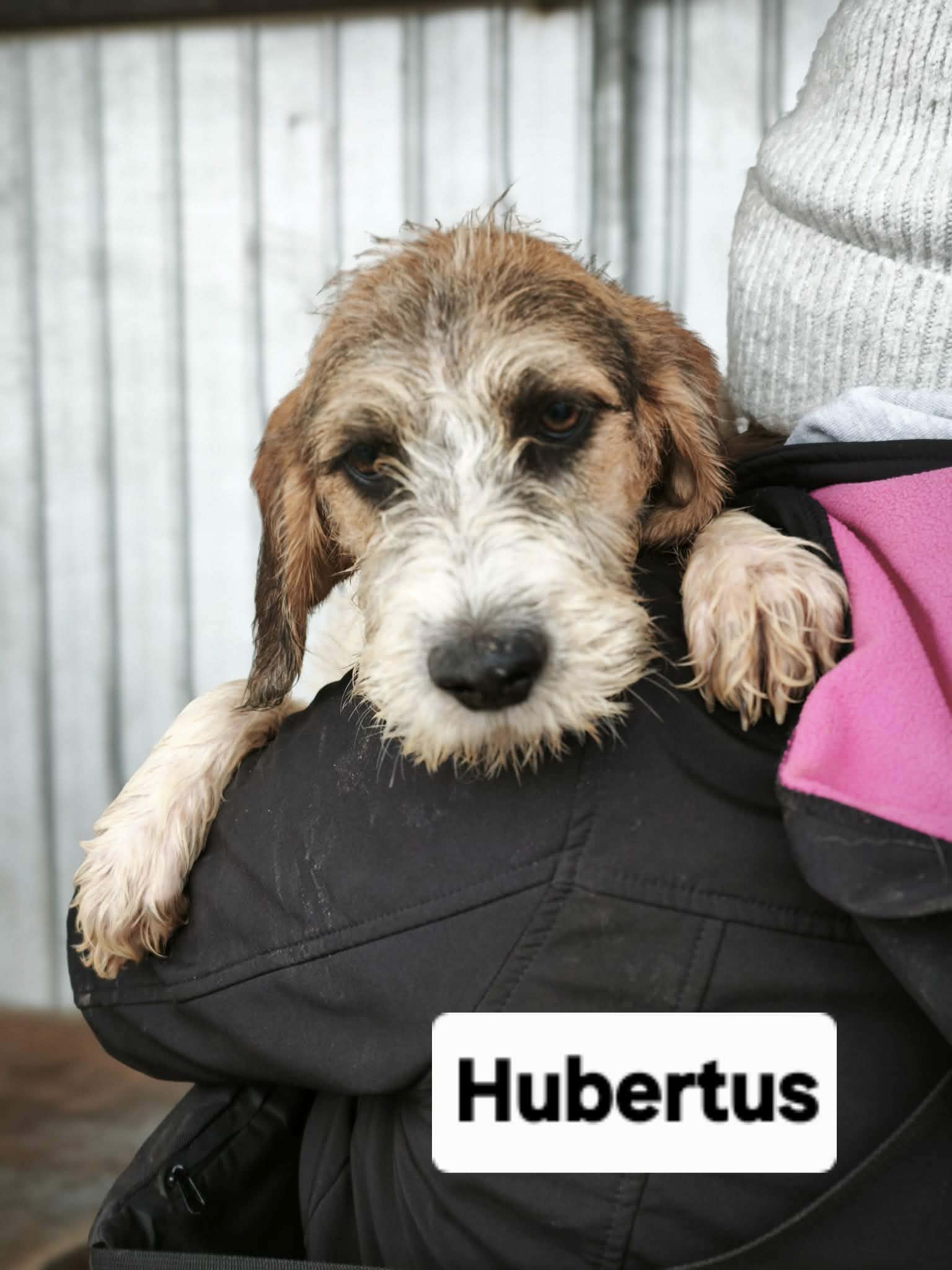 Hubertus🐾aktiver Schmusebär