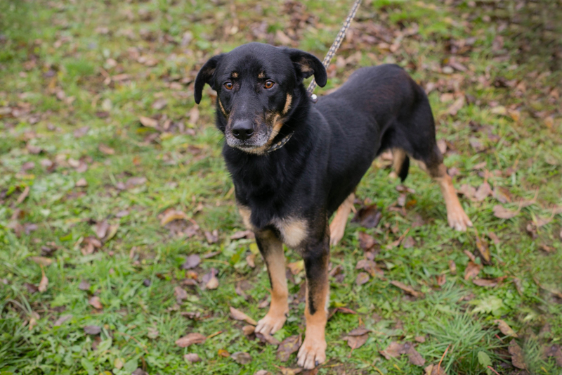 Ares