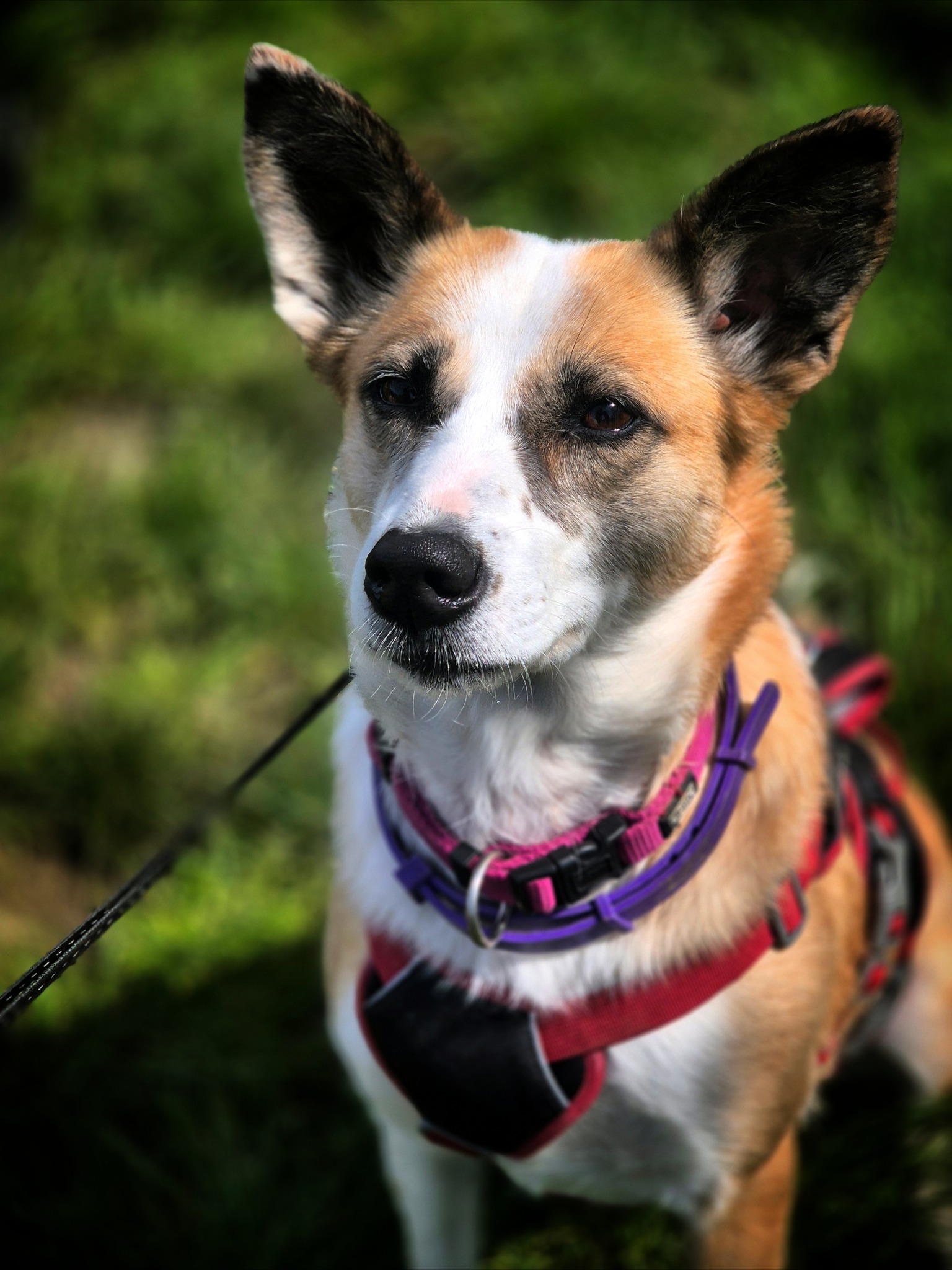 Darcy ❤️ - sucht aus 55483