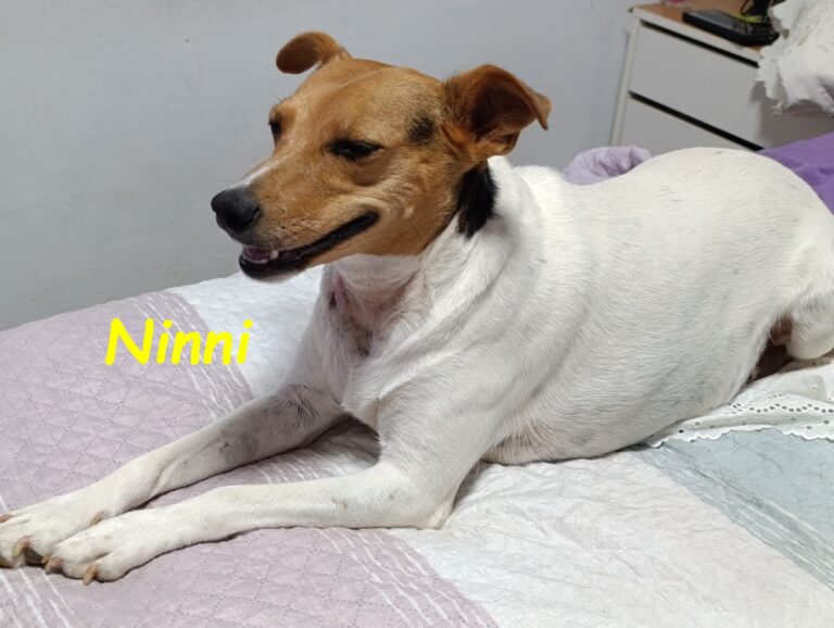 Ninni