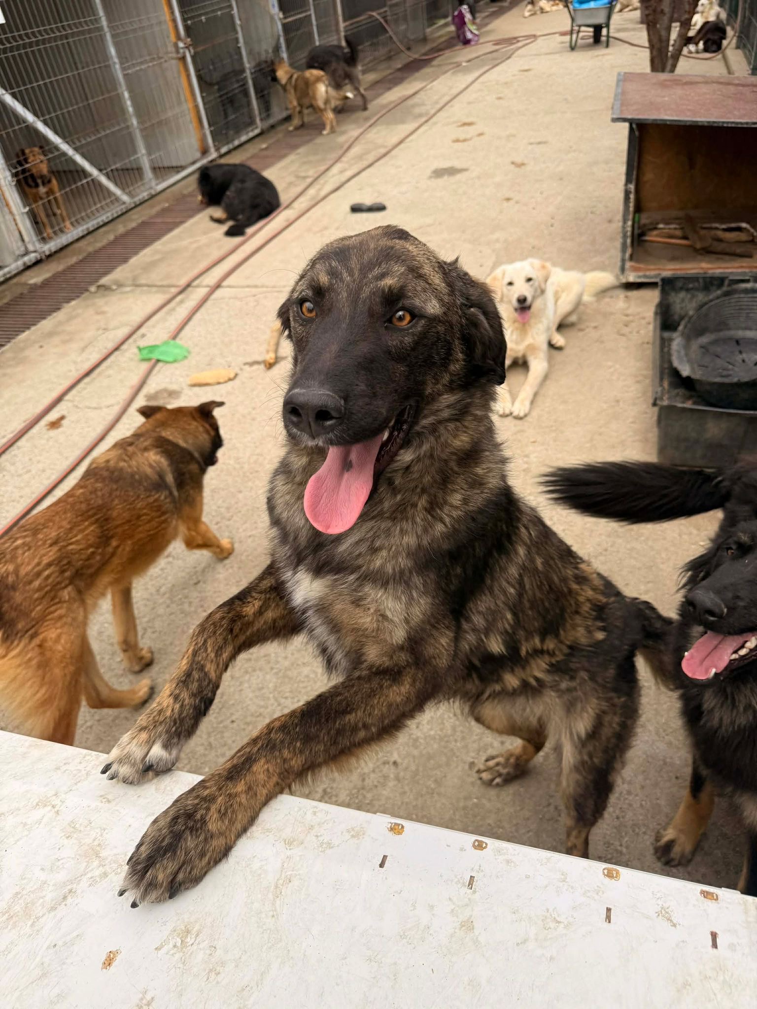Aris 🐾🐕