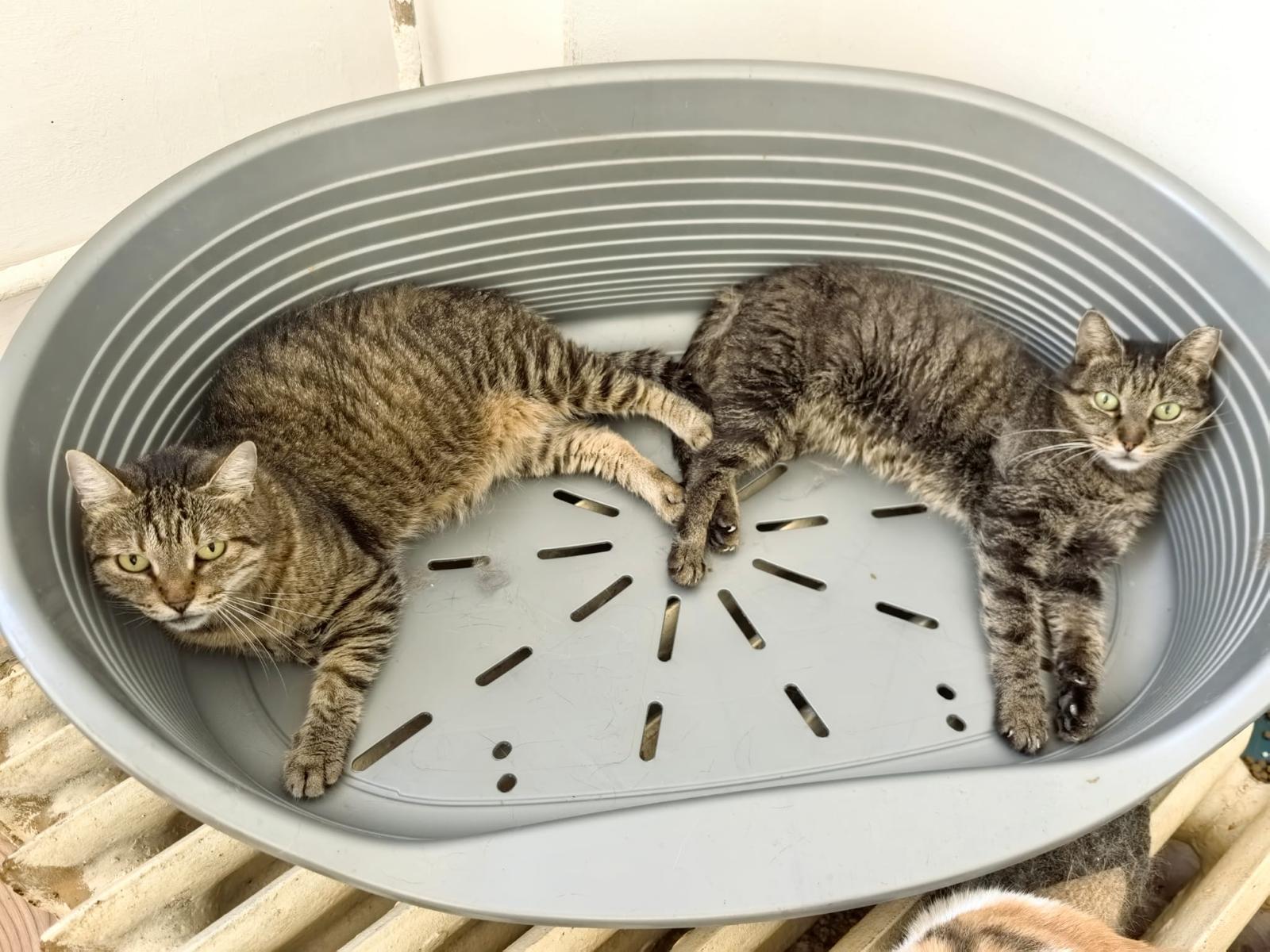 ❤️Dreamteam Freya & Hilda❤️