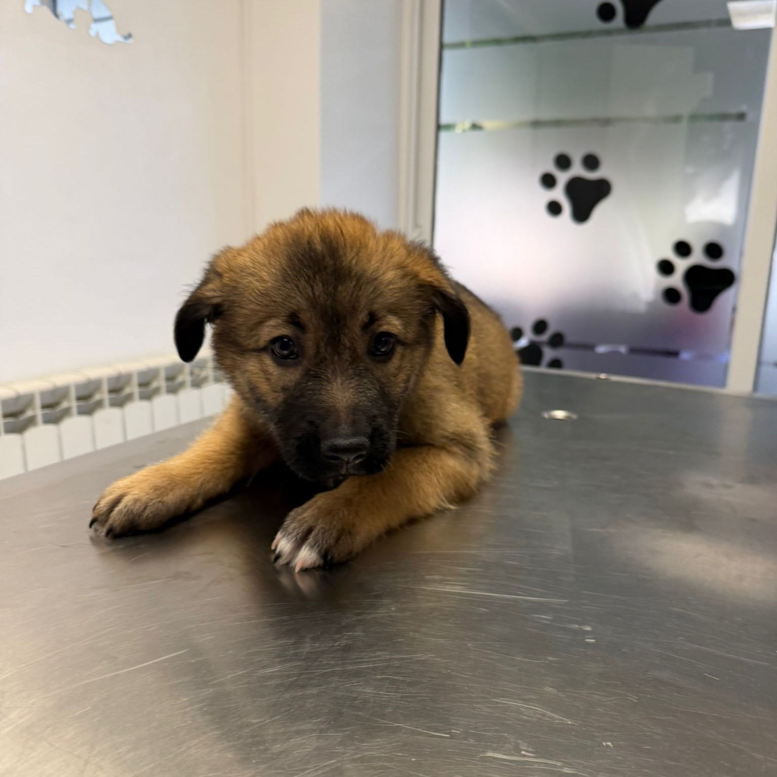 Peanut 🐕