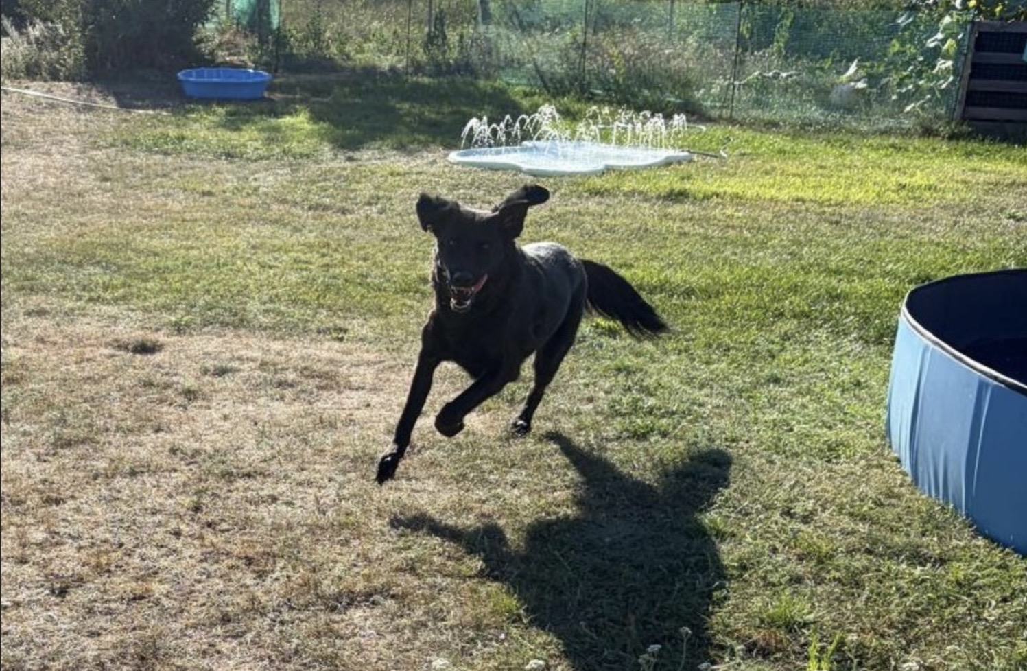 Blacky