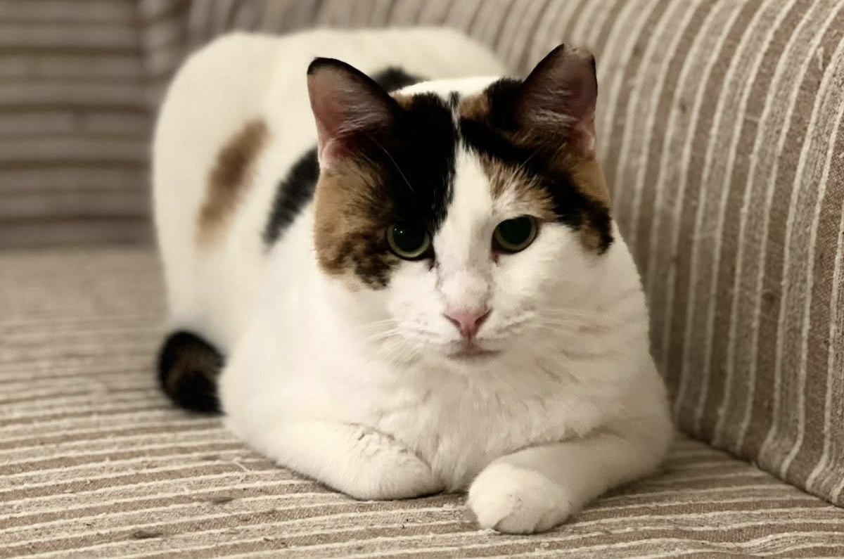 Mila