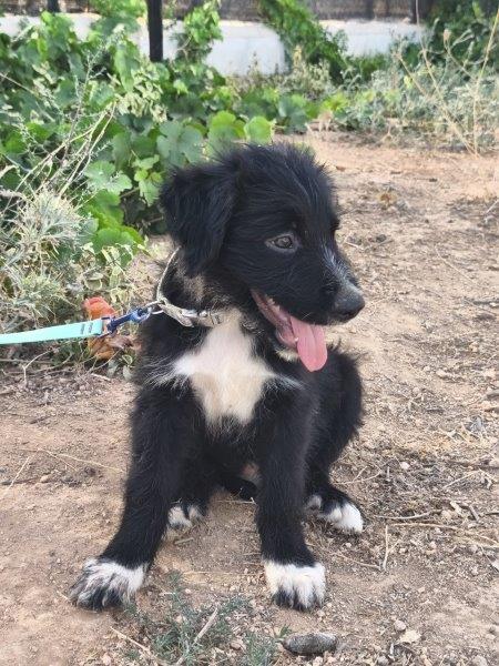 Balu