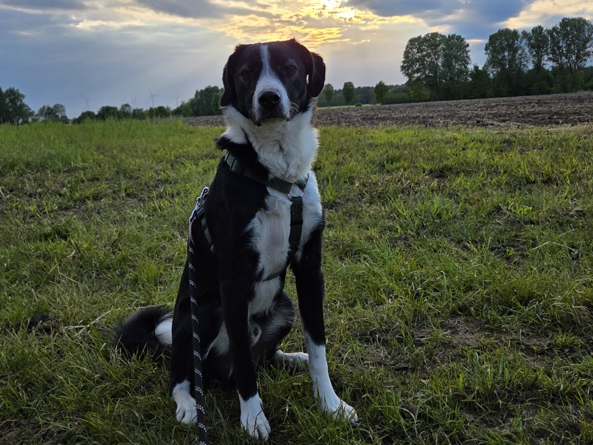 Pax 🐾🐕