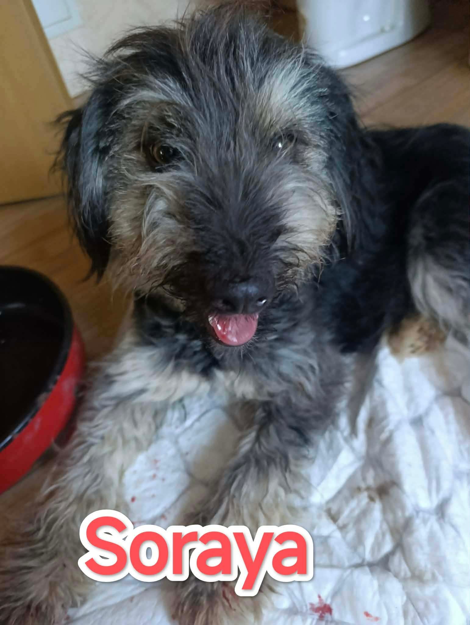 Soraya