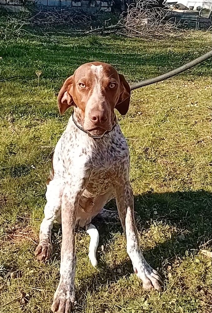 MERLIN