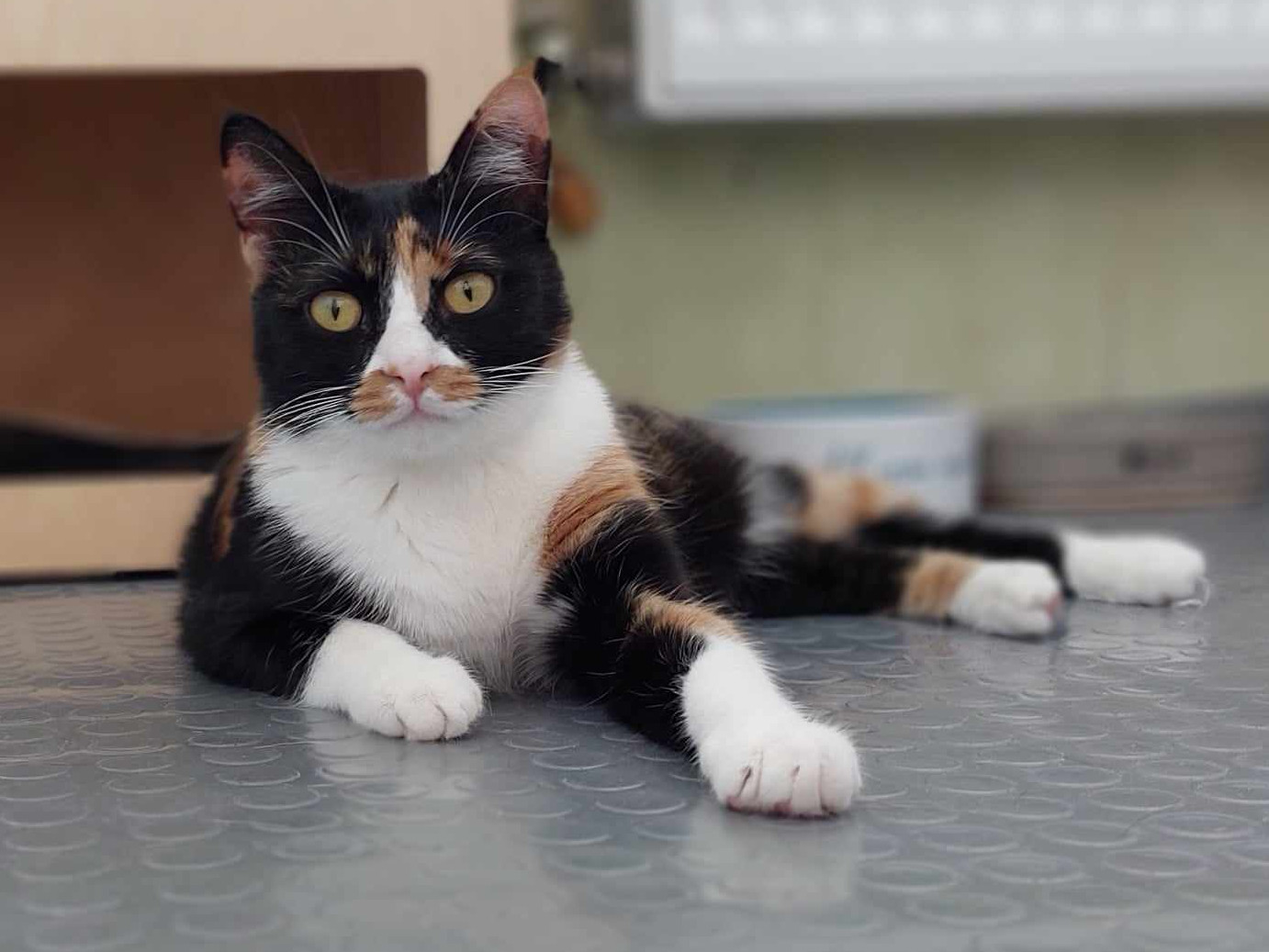 Maja
