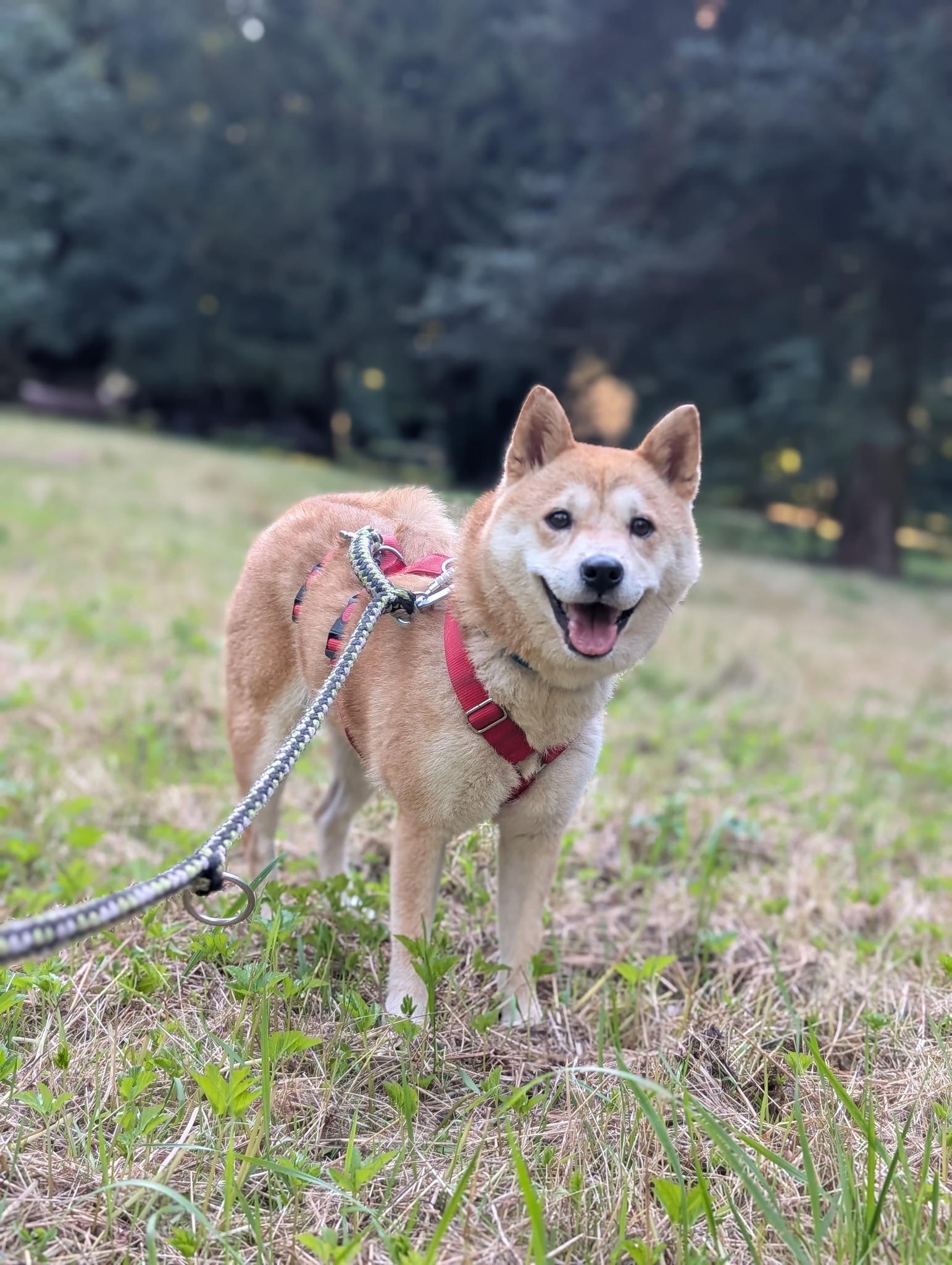 Nobuko