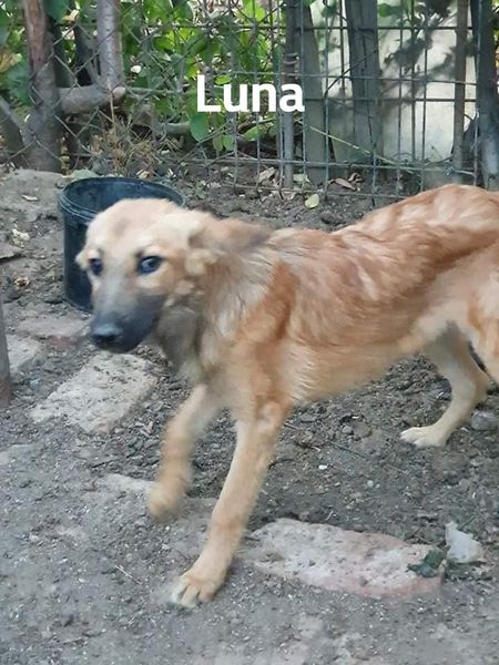 Luna (1)