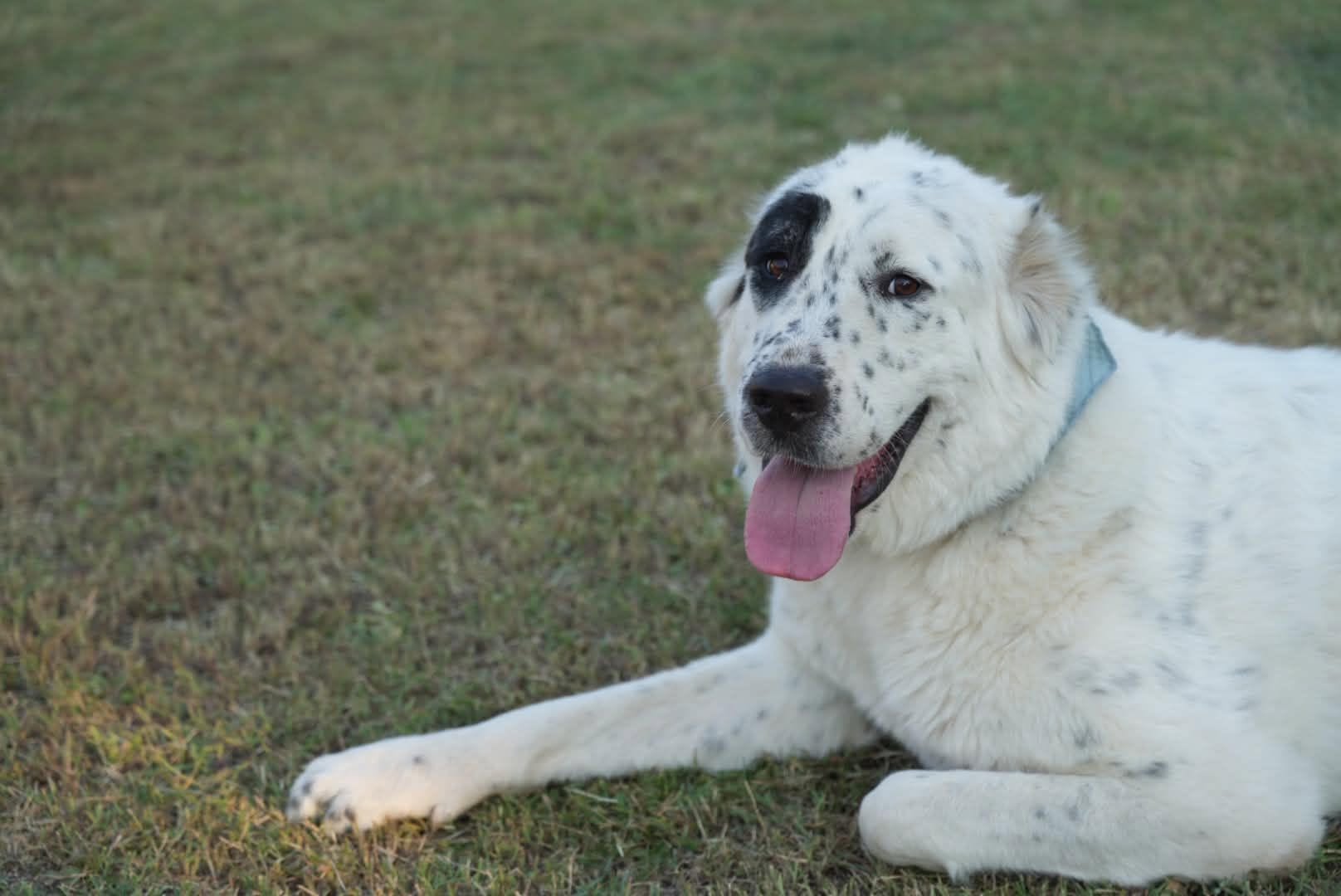 Dotty, unsere taube Hündin