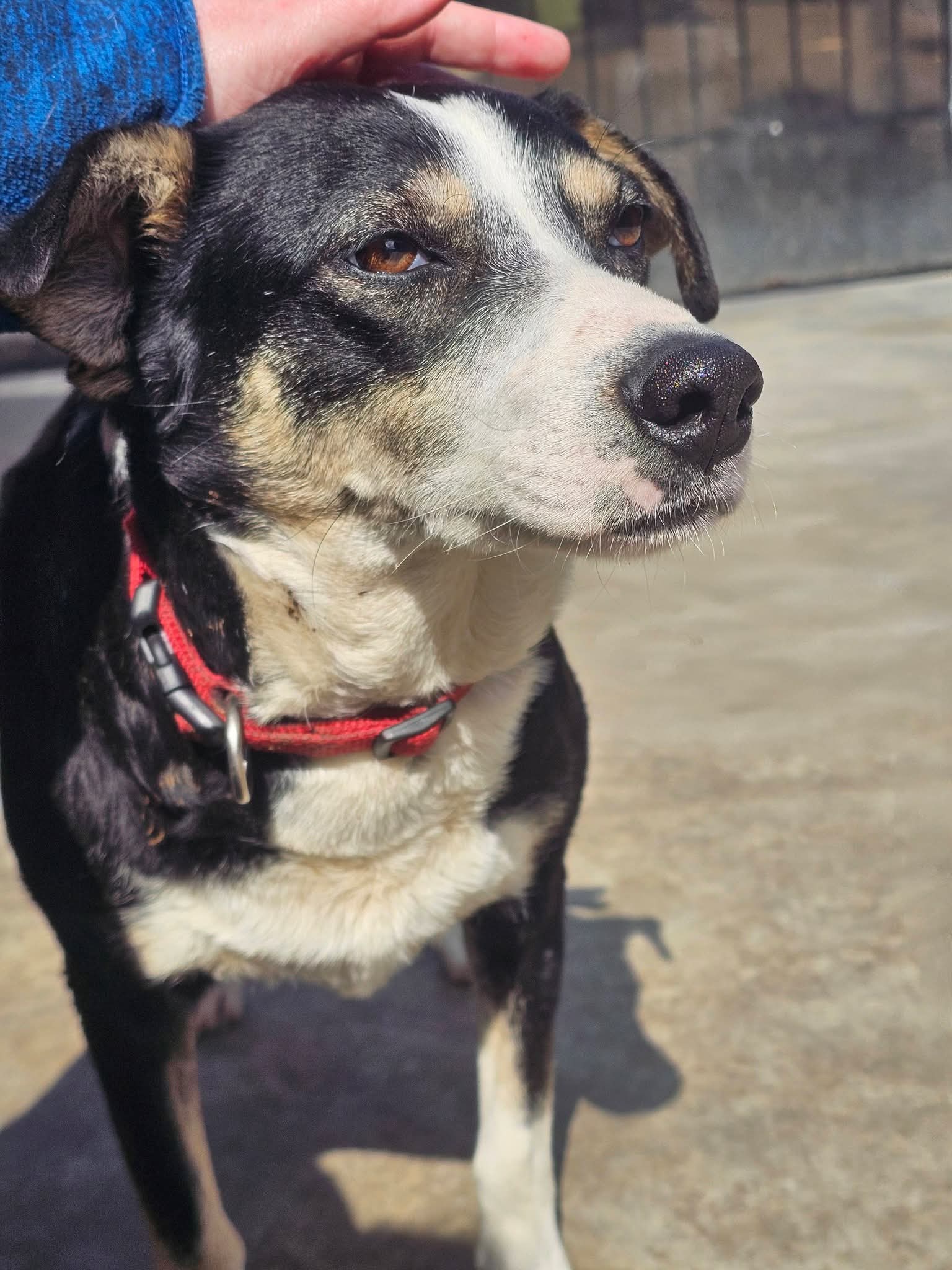 Cora