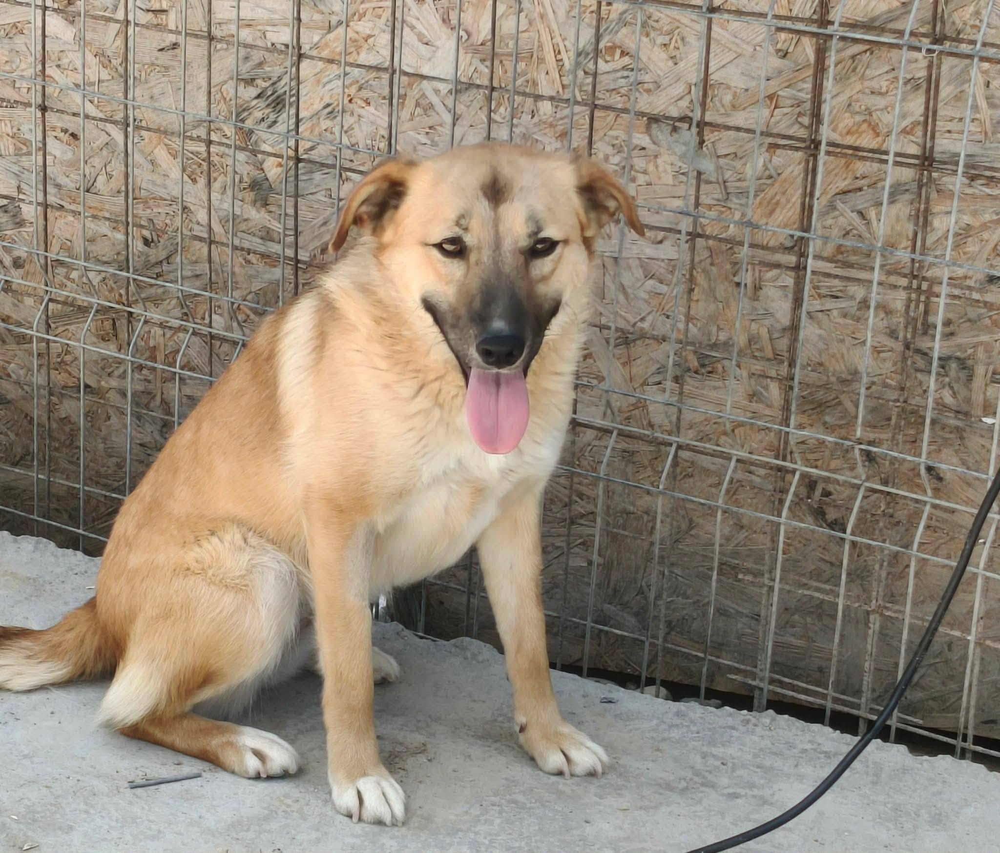 Ronja 🐕