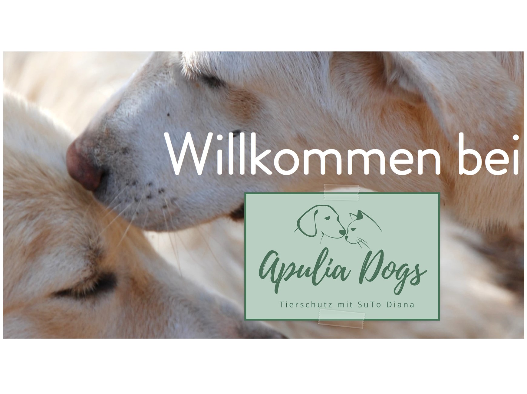 Apulia Dogs