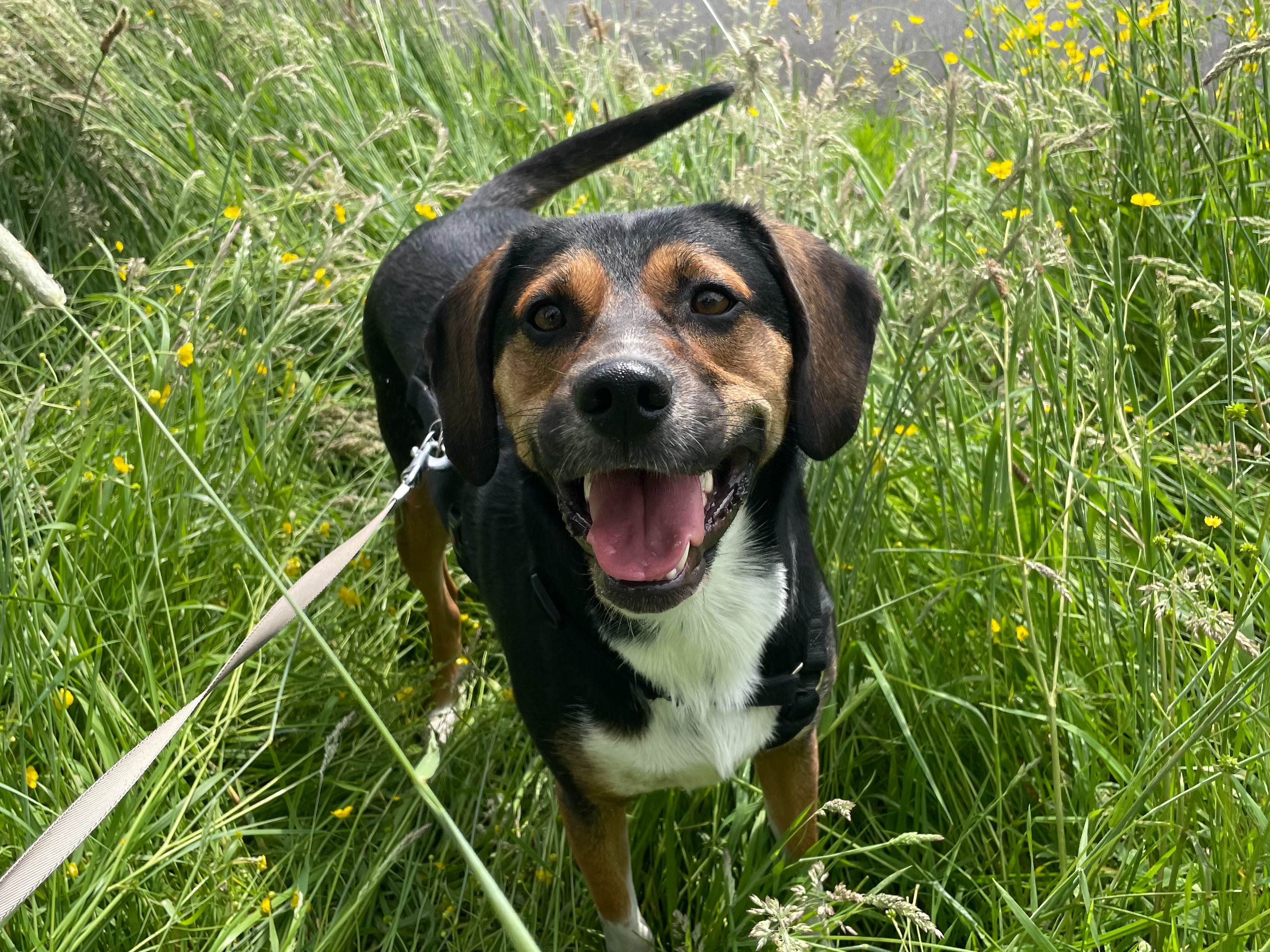 Gigi 🐾🐕