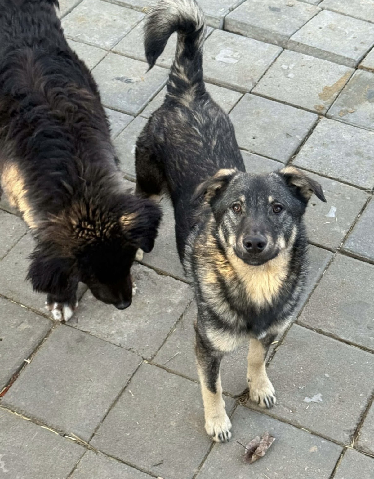 Remus🐾🐕
