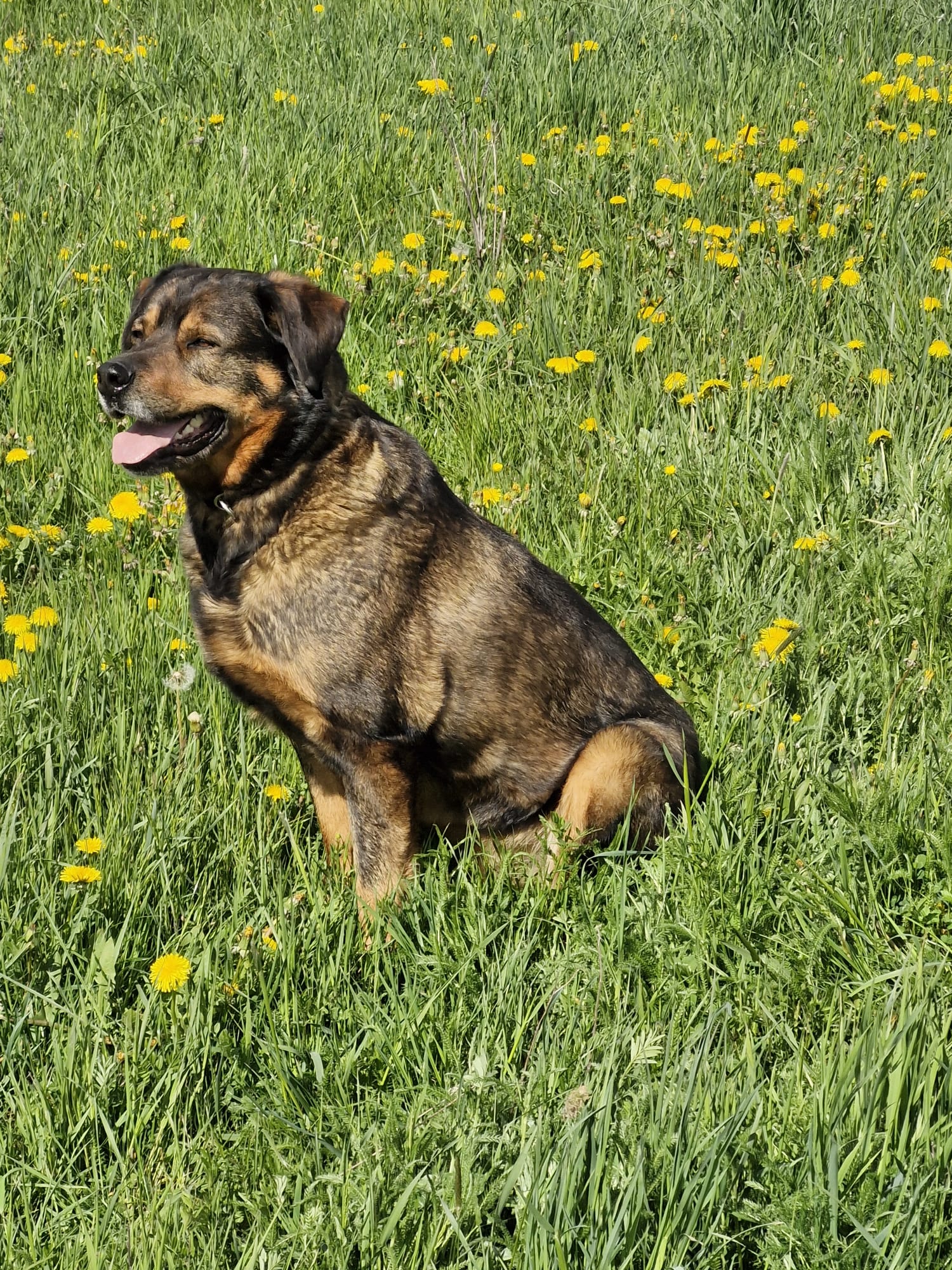Derrick 🐾