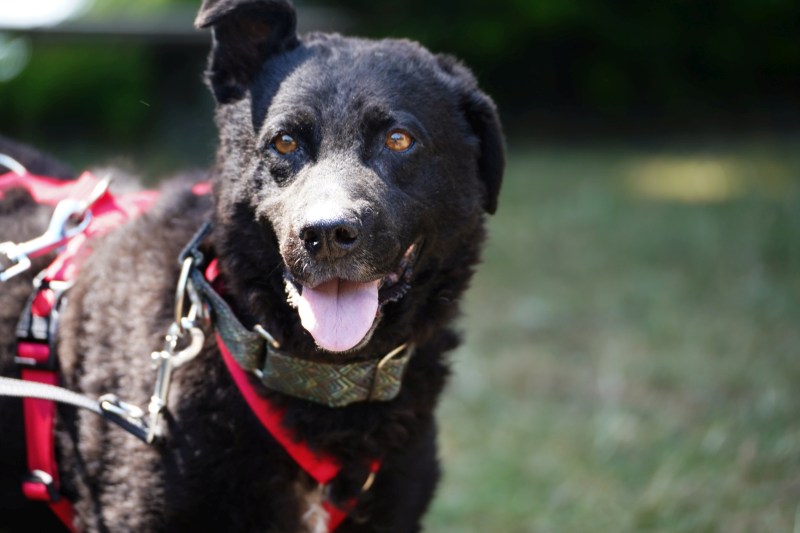Pepper wartet in Arnsberg