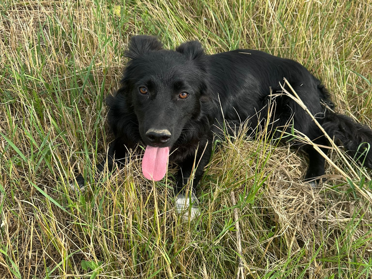 🌸Liebes Hundemädchen Maggie🌸