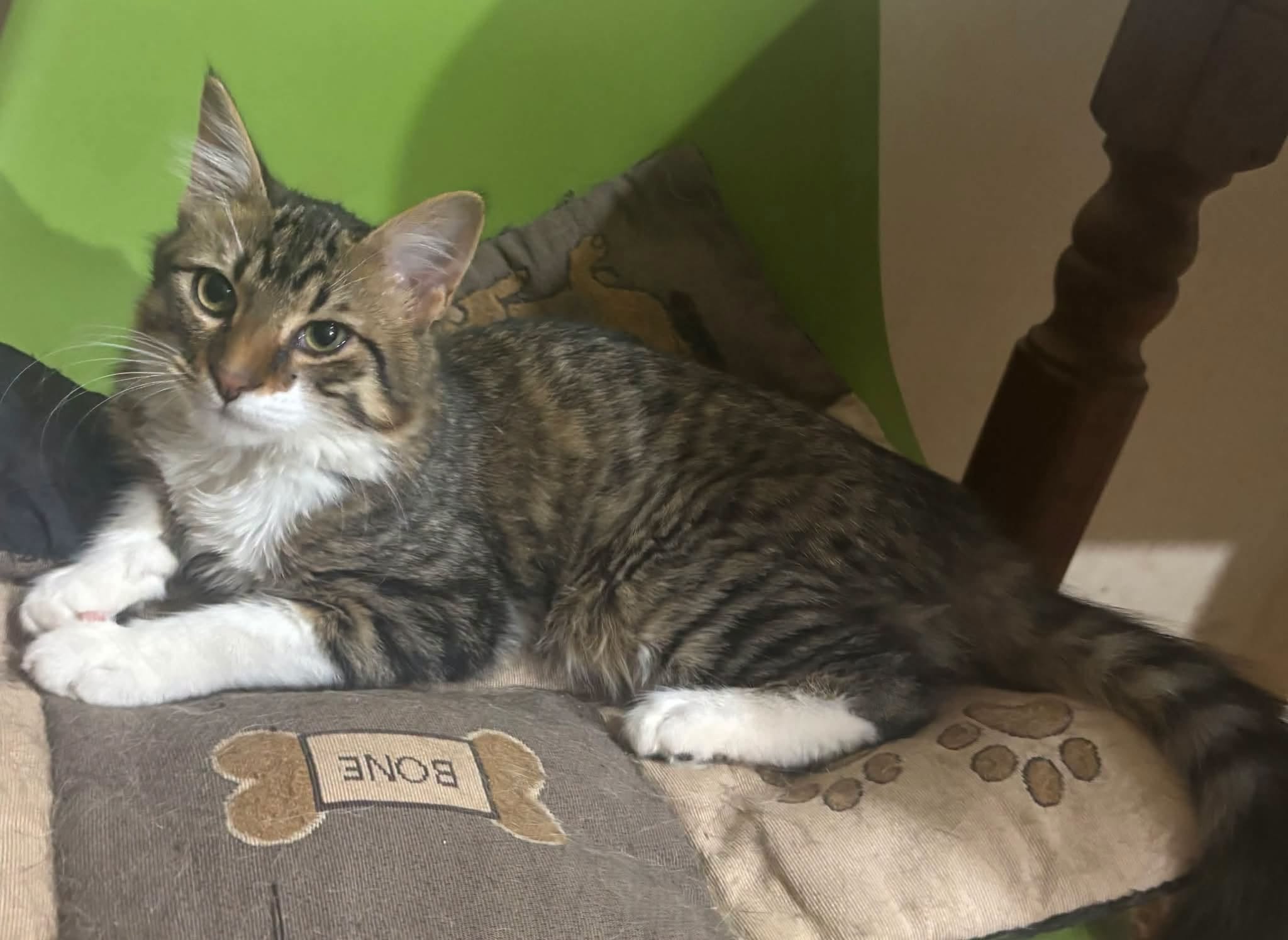 Matteo
