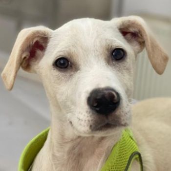Atreyu