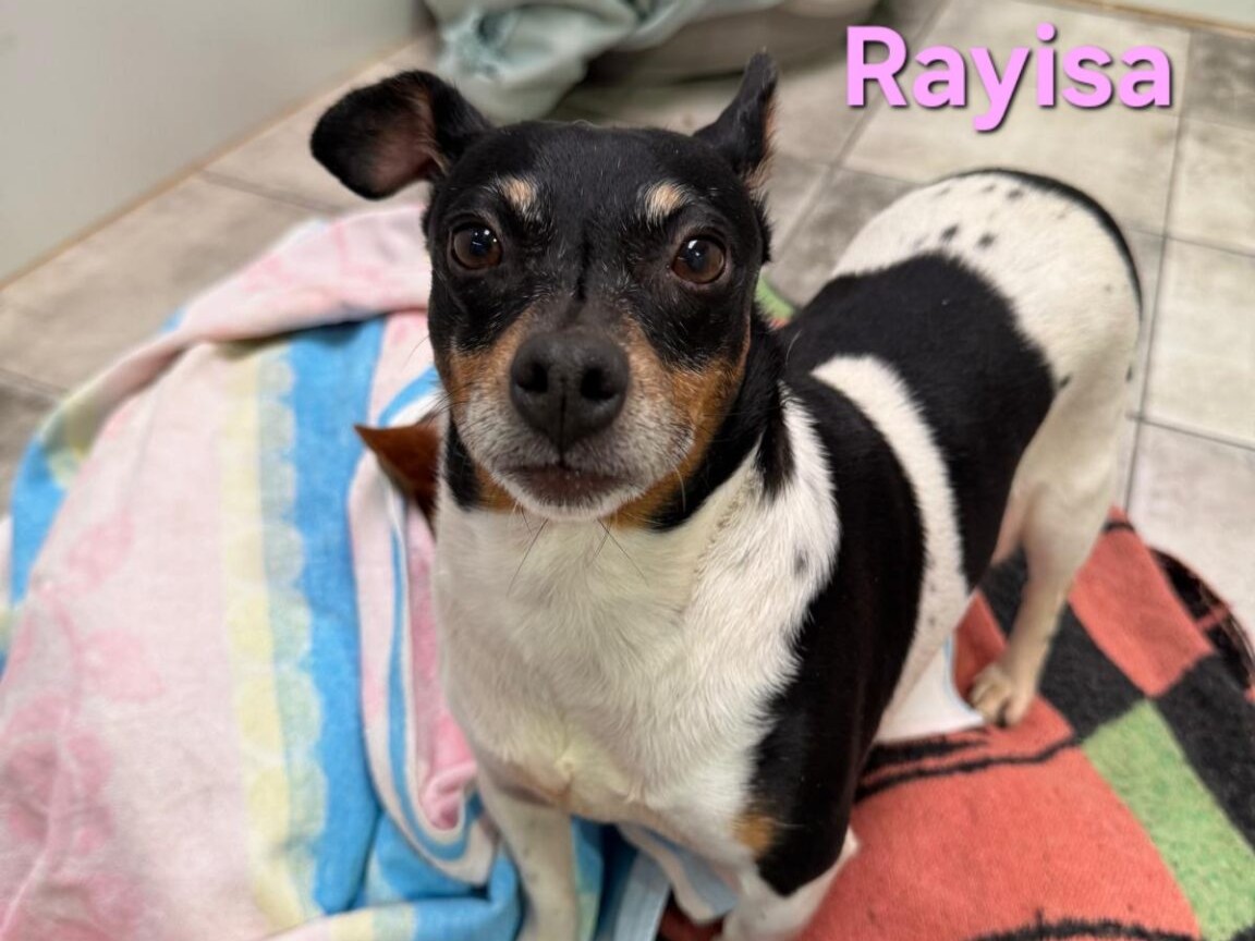 Rayisa
