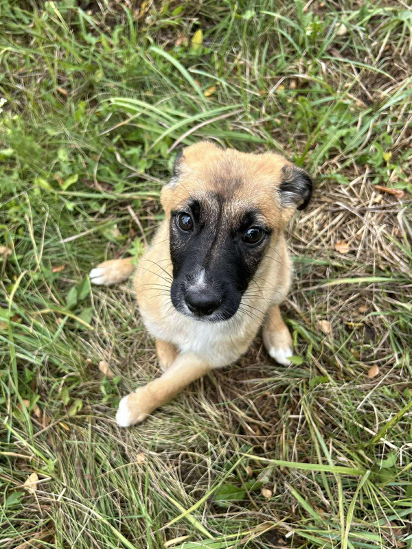 Laila