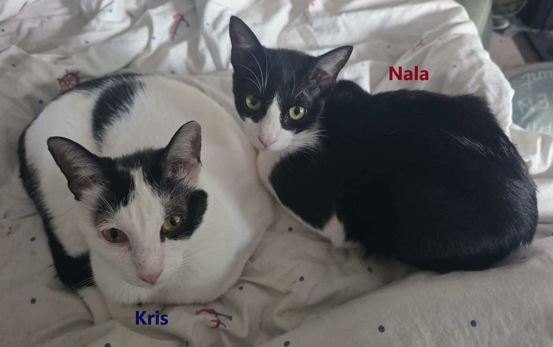 Kris und Nala