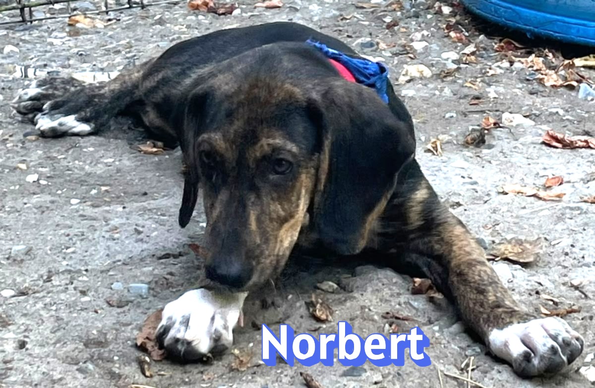 Norbert