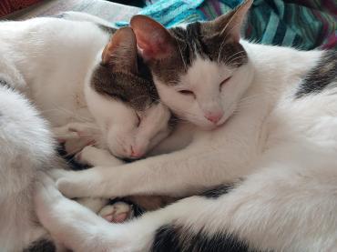 Caspar und Milo