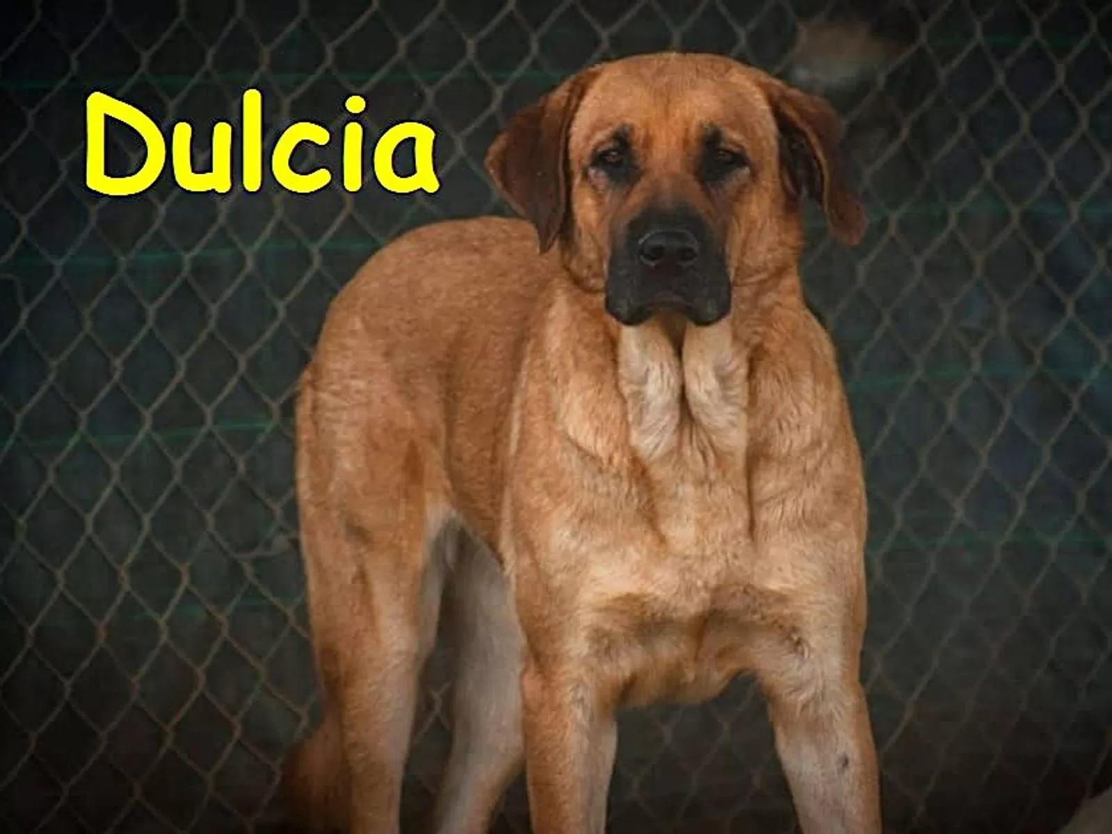 Dulcia