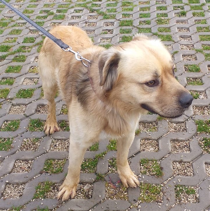 Tugdil