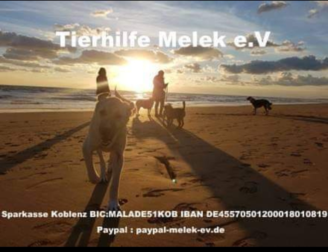 Tierhilfe Melek e.V.
