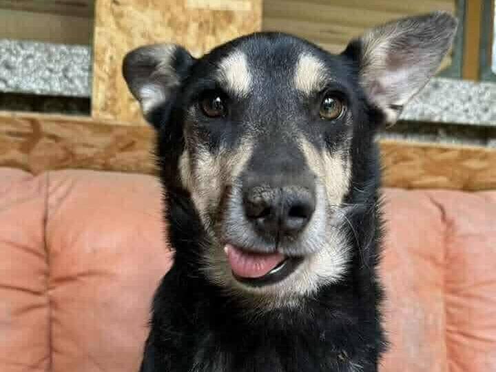 Rami 🐾🐕