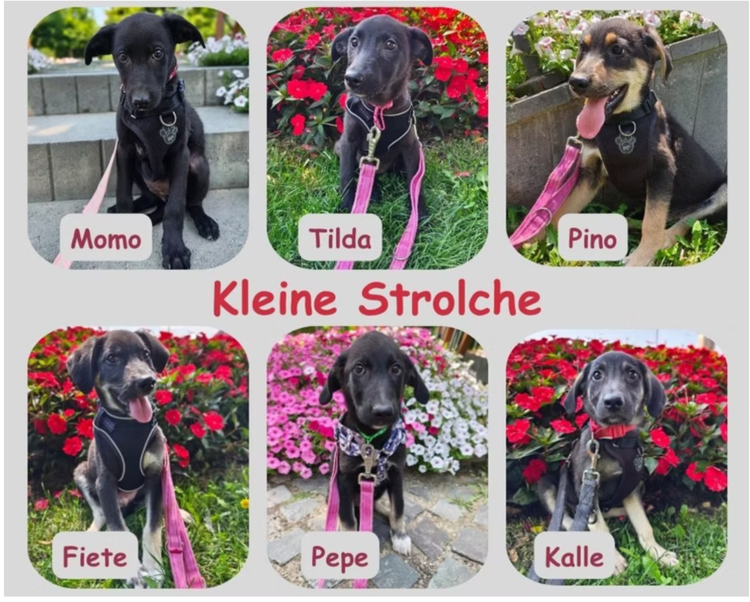 Kleine Strolche