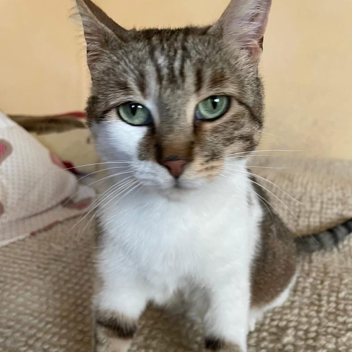 Alizee 🐈🐾