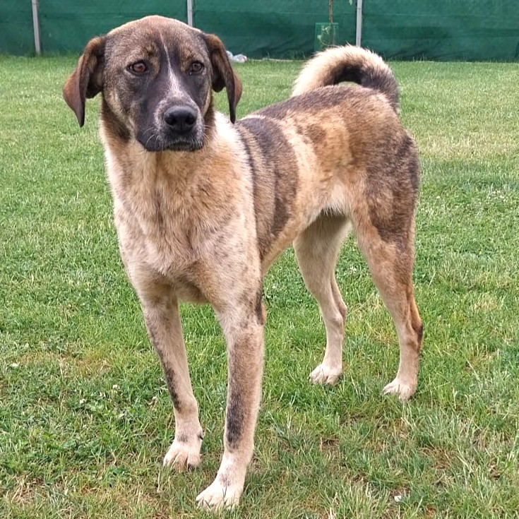 Nala, die perfekte Hündin!