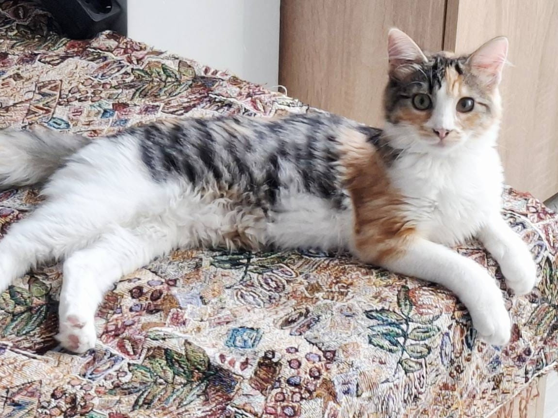 🌸 Sanfte Katze Sancia 🌸