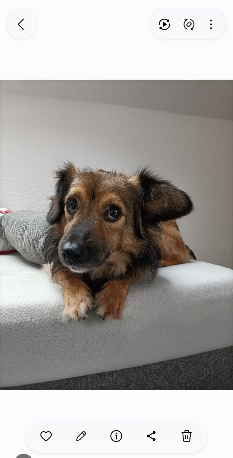 Lenny (PS) 🐾🐕
