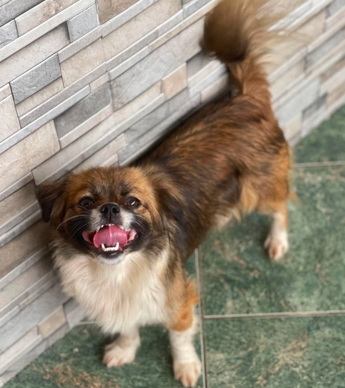 FIFI