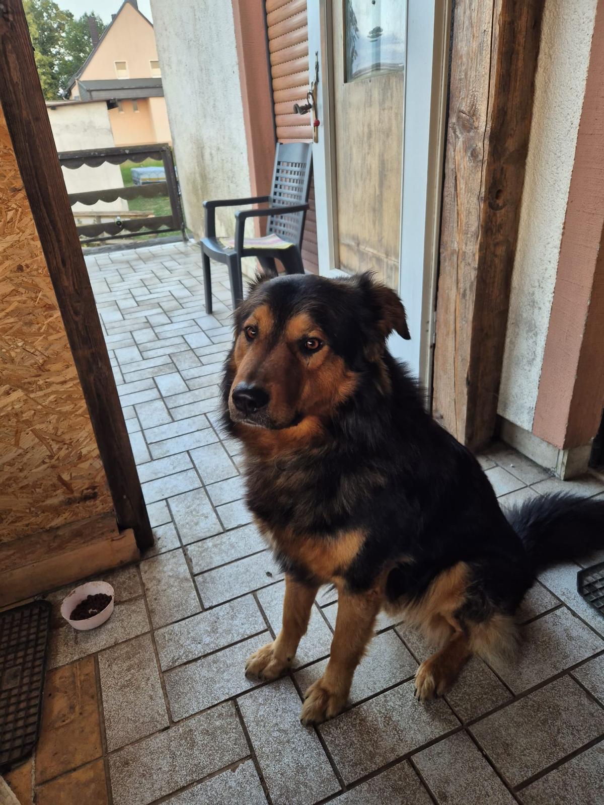 Alfi 🐕 NOTFALL!!