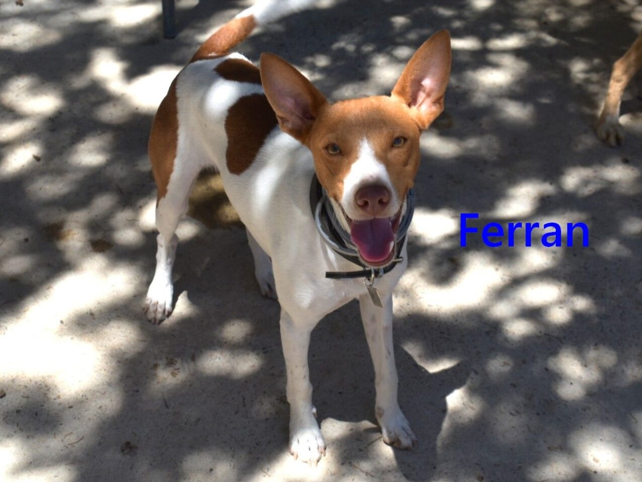 Ferran